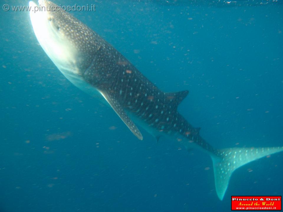 Djibouti - Whale Shark in the Gulf of Aden - 14.jpg